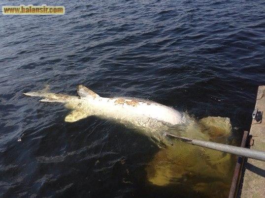 Рыбы в Волге становится меньше